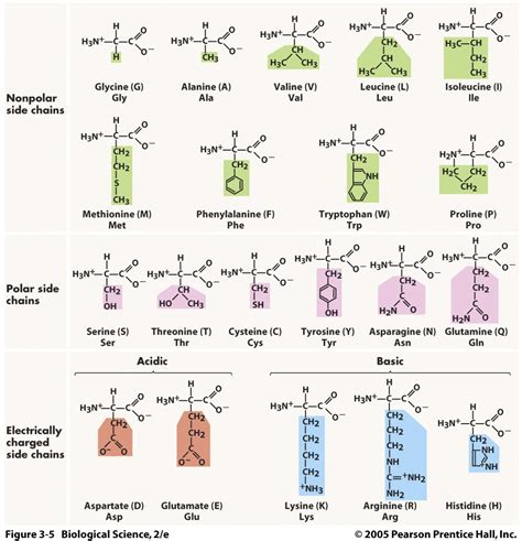 How to tell hydrophobic amino acids - nowdax