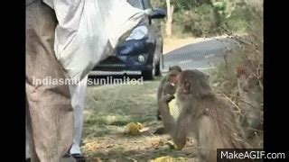 funny animals monkey eating banana on Make a GIF