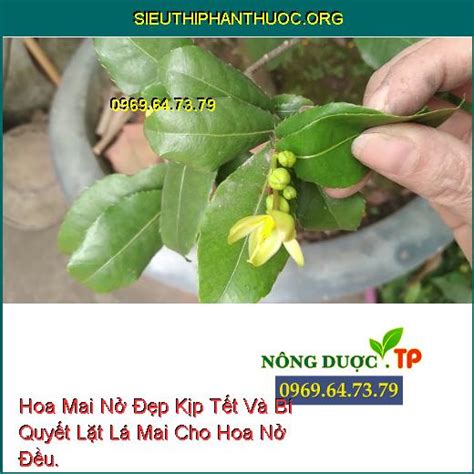 Hoa Mai Nở Đẹp Kịp Tết Và Bí Quyết Lặt Lá Mai Cho Hoa Nở Đều. - SIÊU ...