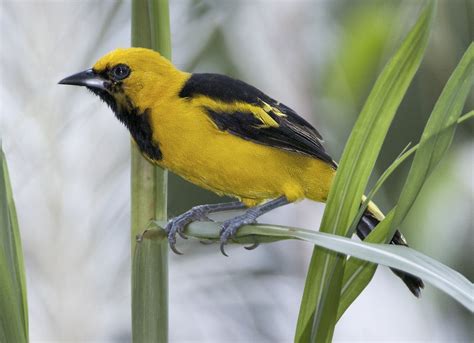 Yellow-tailed Oriole - Owen Deutsch Photography