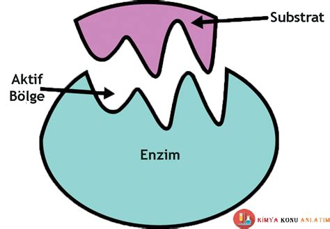 Mengupas Fungsi Enzim dan Teori Cara Kerja Enzim - Cara Kerja