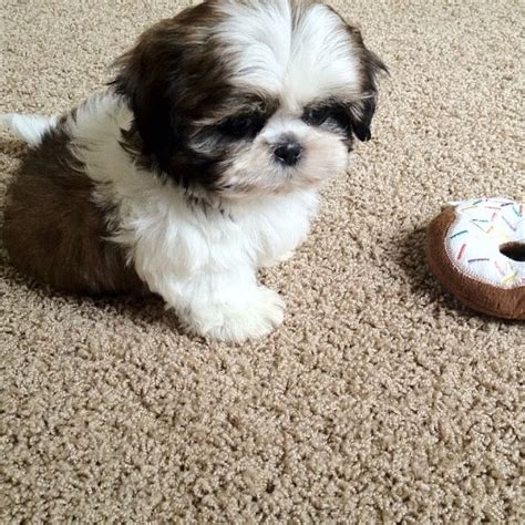 Shih-Poo (Shih Tzu-Poodle Mix) Facts, Temperament, Training, Diet ...