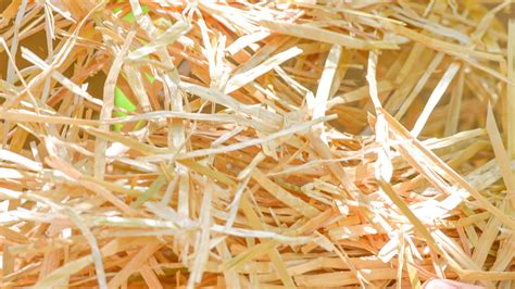 Straw for Cat Shelters: Ultimate Guide | Blue Mountain Hay