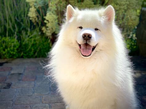 Samoyed Dog Temperament: What You Should Know – Petsmont