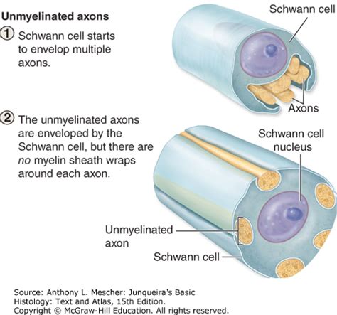 Unmyelinated Nerve Fibers