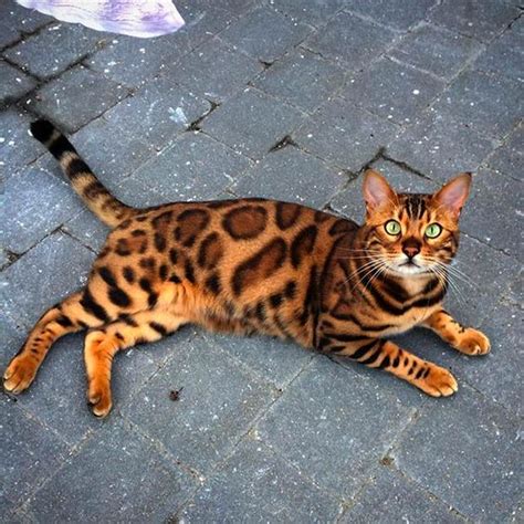 15 Photos Showing The Beauty Of Bengal Cats – Viral Cats Blog