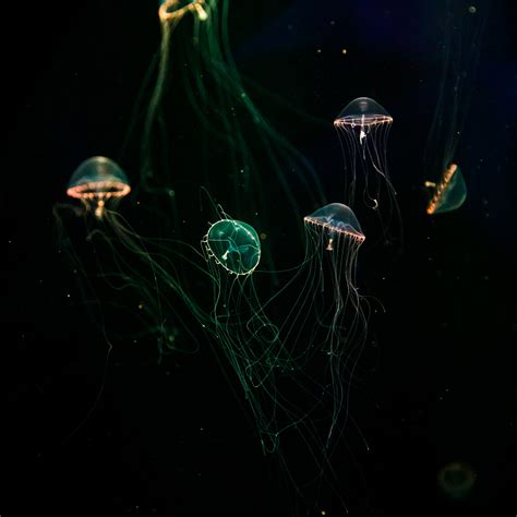 Bioluminescent Jellyfish Free Stock Photo - Public Domain Pictures