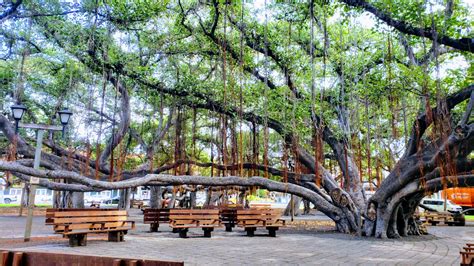 Awesome Photos of Lahaina Banyan Tree, Maui Hawaii 2021 - Mindfulness ...