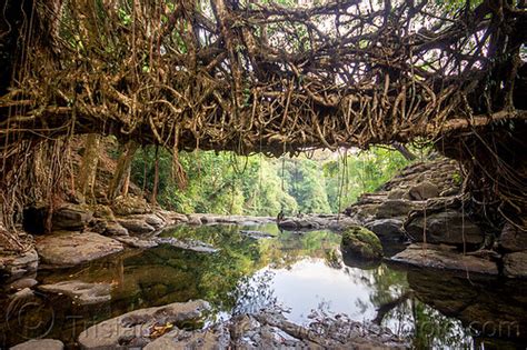 Living Root Bridge over River - Mawlynnong (India)