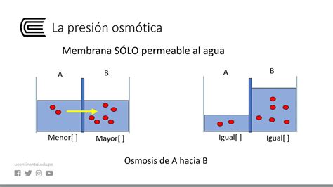 Propiedades Coligativas Y Presión Osmótica Youtube