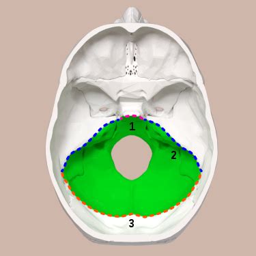 Posterior cranial fossa - Wikipedia