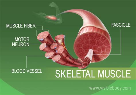 Skeletal Muscle Structure Skeletal Muscle Anatomy Skeletal Muscle ...