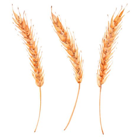 Wheat Straw Illustrations, Royalty-Free Vector Graphics & Clip Art - iStock