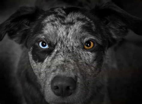 Heterochromia in Animals: Pets With Different Colored Eyes » GagDaily News