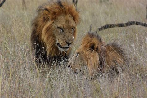 Wildlife Safari Joins Forces on a Groundbreaking African Lion ...