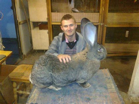 Tally Ho!: Giant Flemish Rabbits