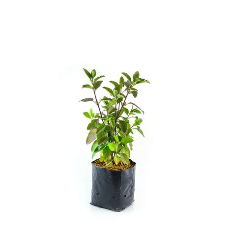 Holy Basil Plant – Leafy-Buddy