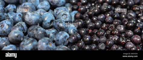 Bilberry vs blueberry hi-res stock photography and images - Alamy