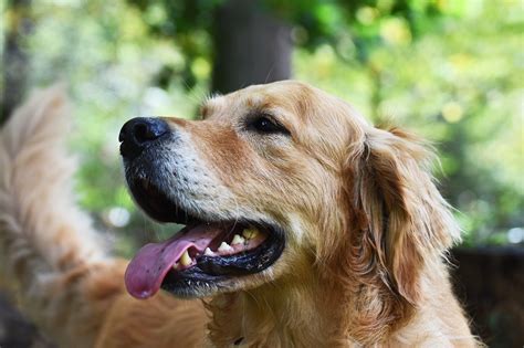 Golden Retriever Adoption: Step-By-Step Guide