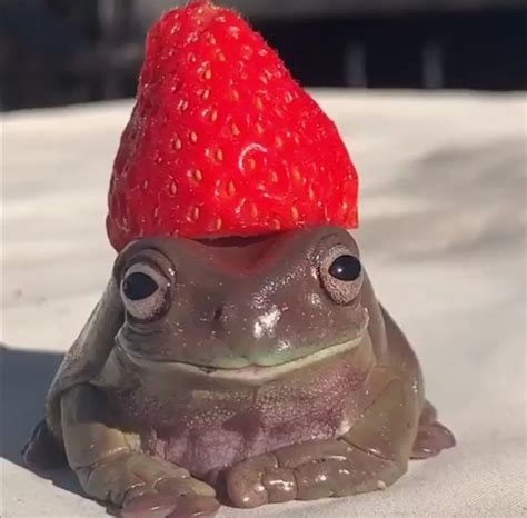 Cute Frog PFP Aesthetic