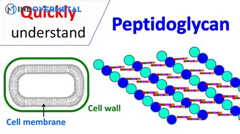 Peptidoglycan Là Gì? | mindovermetal