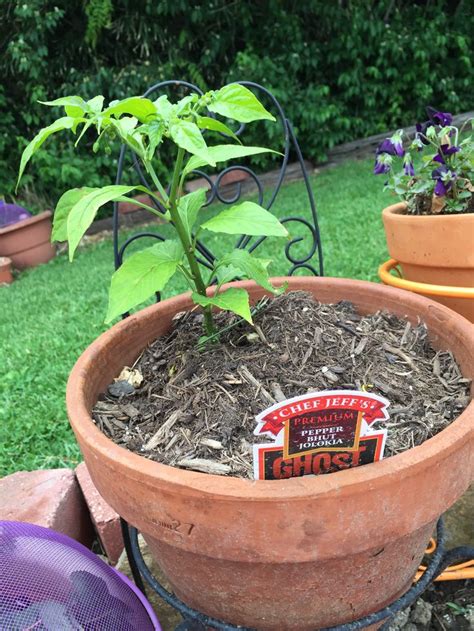 Ghost pepper plant May 2015 | Ghost pepper plants, Plants, Pepper plants