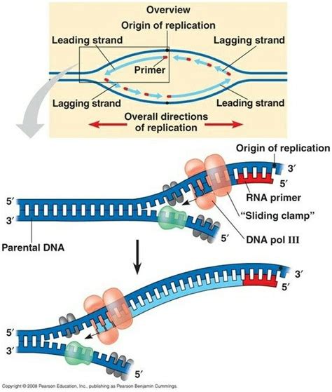 "DNA polymerases cannot initiate DNA synthesis - they can only add on ...