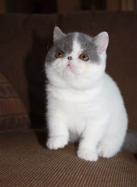 Exotic Shorthair Cats : Biological Science Picture Directory – Pulpbits.net