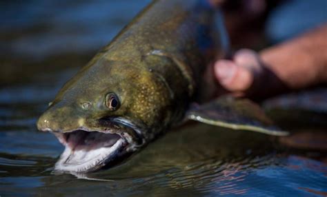 Kootenay Lake Fishing