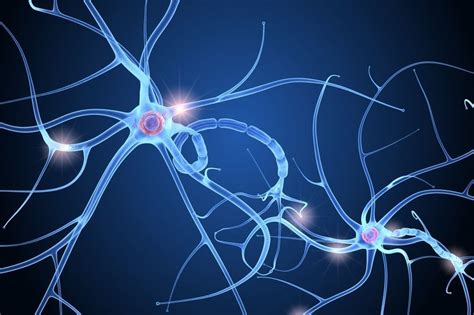 Structure Of Nerve Cell