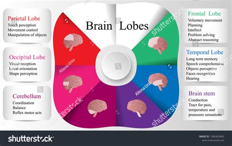 Brain Lobes Vector Illustration Human Brain Stock Vector (Royalty Free ...