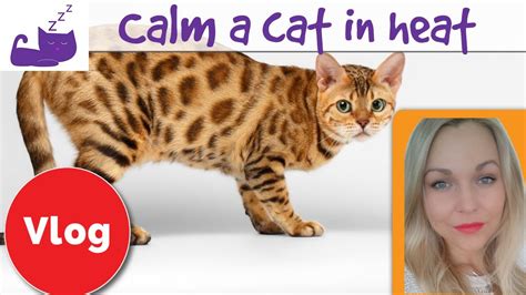 How to calm a cat in heat – HousePetsCare.com