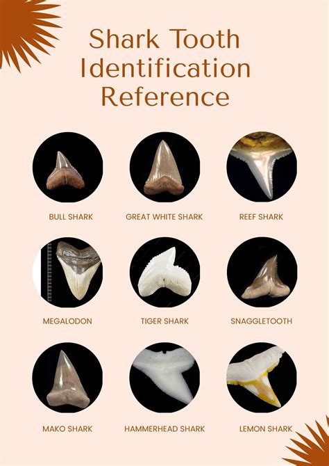 Shark Teeth Chart in Illustrator, PDF - Download | Template.net