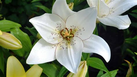 23 Types Of White Lilies