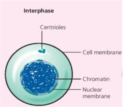 Cell Division | Leaving Cert Notes