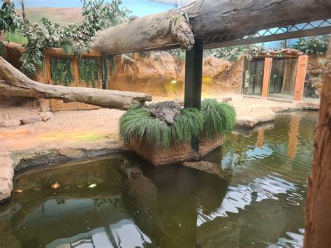 Nile crocodile enclosure - ZooChat