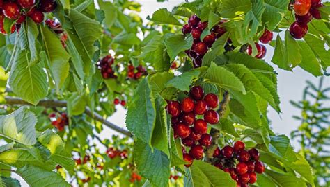 Wild Black Cherry Tree Identification | Garden Guides