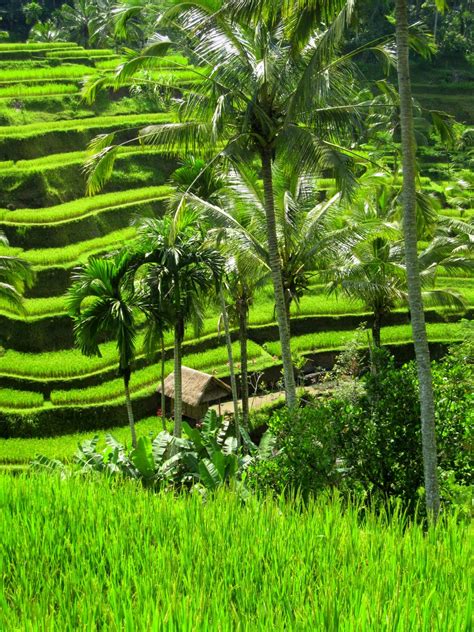 * My Little Piece of Heaven *: Bali Adventure #4 - Rice Padi Fields in ...