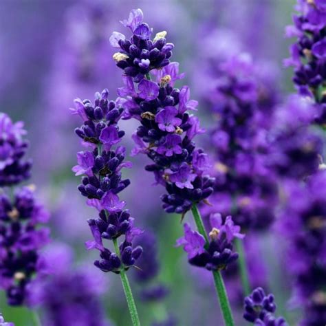 True Lavender Seeds (Lavandula Angustifolia Mill) - Price €2.00