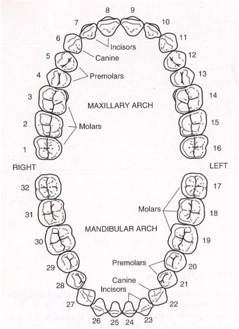 Dental Tooth Numbering System