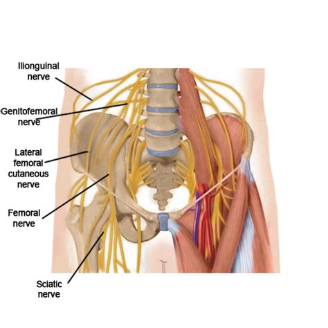 Ilioinguinal Neuralgia Pain Spa