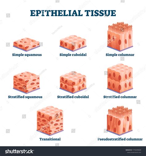 Stratified Squamous Epithelium Labeled Diagram