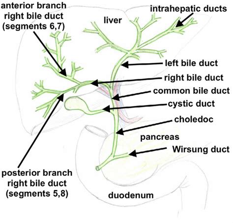 Biliary Tract Biliary Tree Anatomy