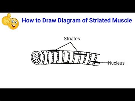 How To Draw Striated Muscle In Easy Way How To Draw Well Labelled