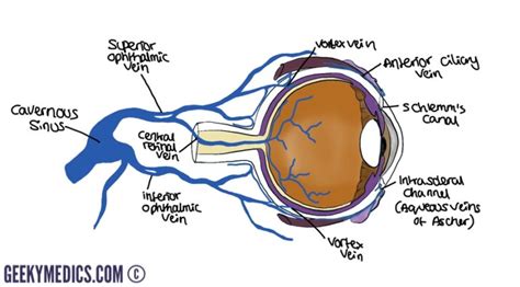 Eye Anatomy Blood Supply Orbit Extraocular Muscles Geeky Medics