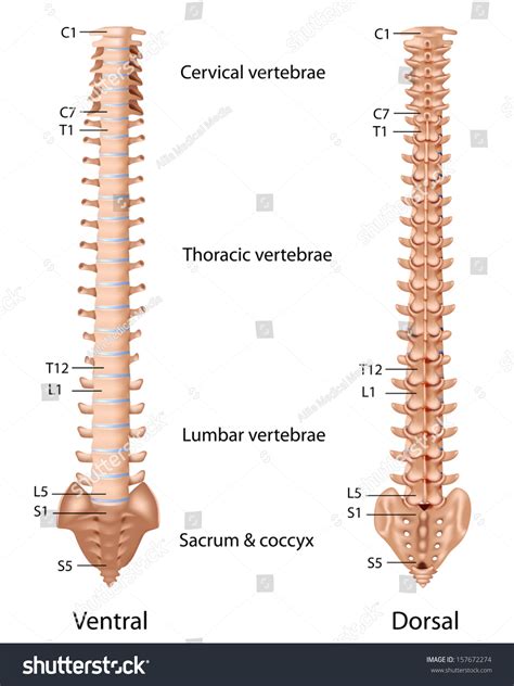 Vertebral Column Labeled Stock Illustration 157672274 Shutterstock