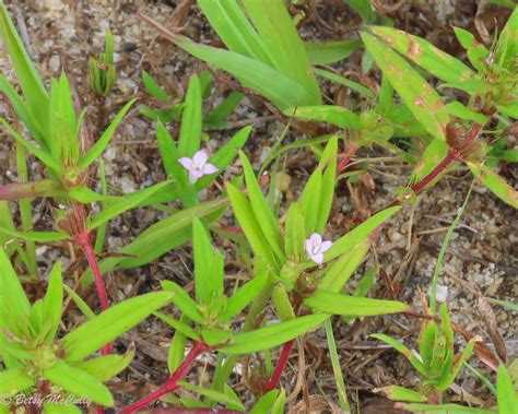 Rough Buttonweed Diodia Teres Rubiaceae New York Nature