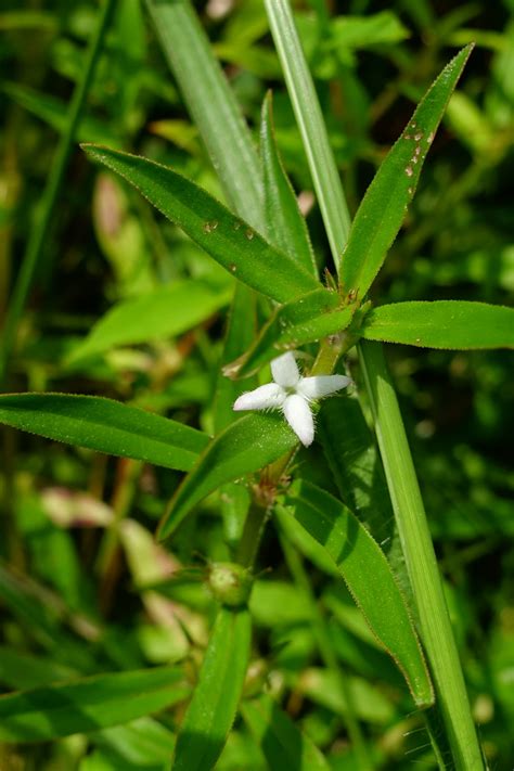 Diodia Virginiana Wildflowers Of The National Capital Region