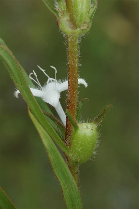 Diodia Virginiana Virginia Buttonweed Go Botany