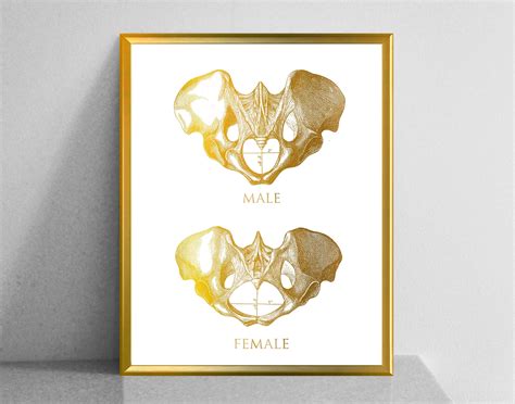 Male Vs Female Pelvis Differences Anatomy Of Skeleton Posters Etsy